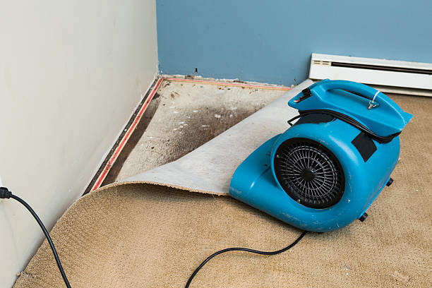 Best Mold removal after water damage  in North Brooksville, FL
